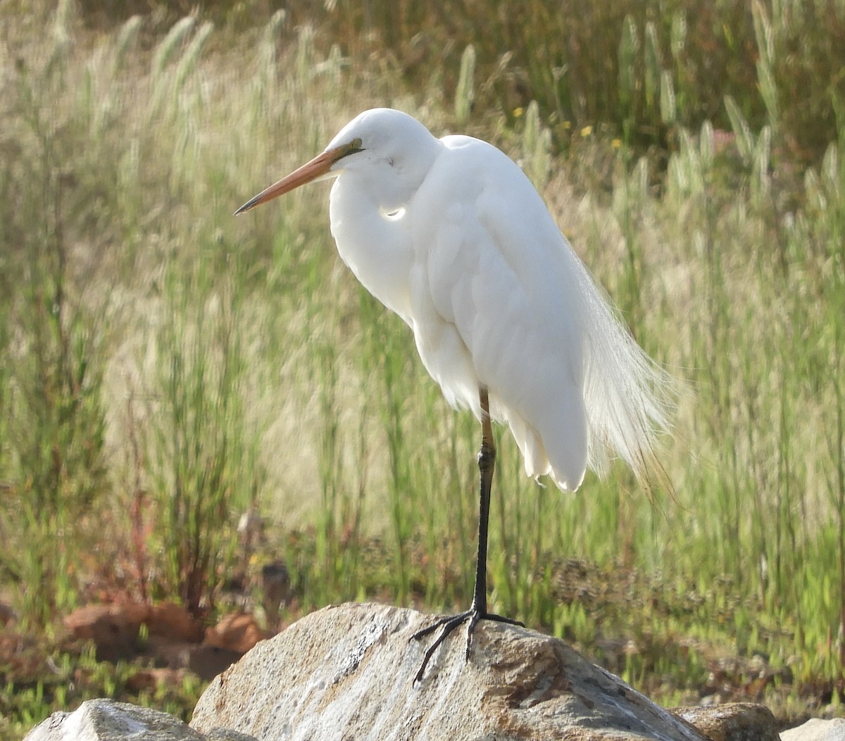 ダイサギ - ML646420365