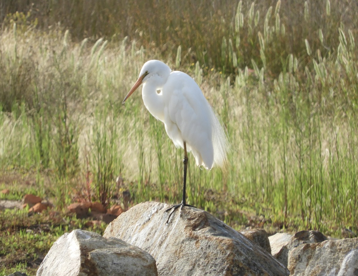 volavka bílá - ML646420366