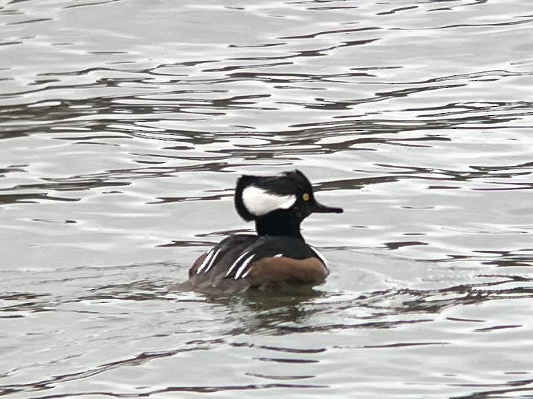 オウギアイサ - ML646420367