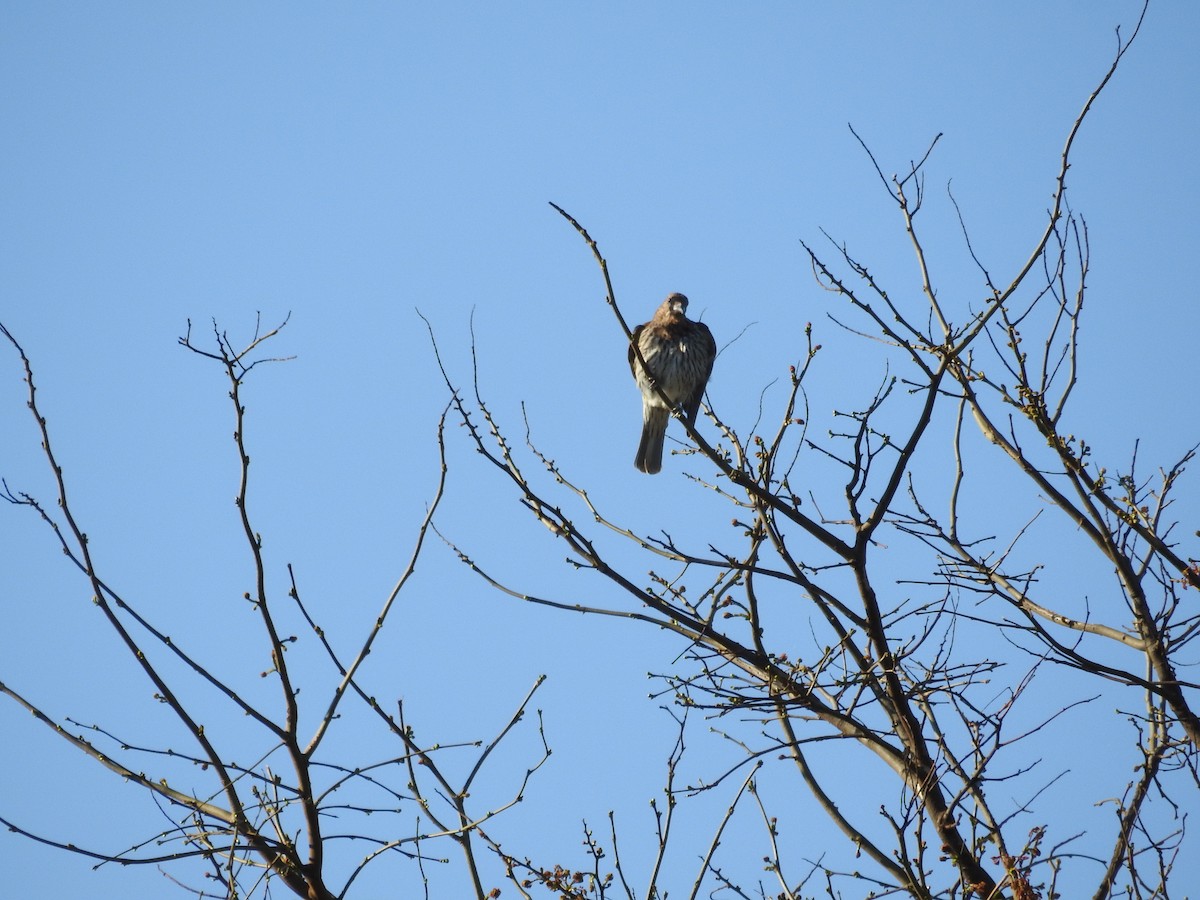Australasian Figbird - ML646420368