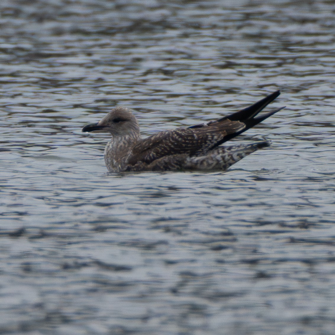 Lesser Black-backed Gull - ML646420370