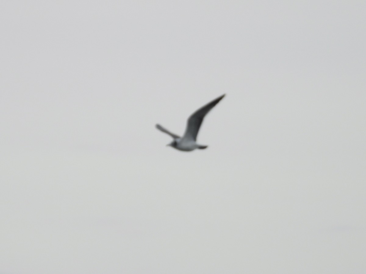 Franklin's Gull - ML646420371