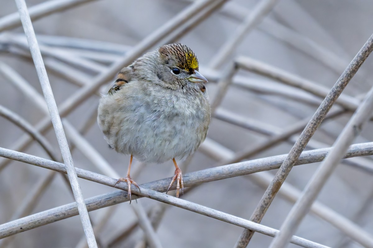 Golden-crowned Sparrow - ML646420376