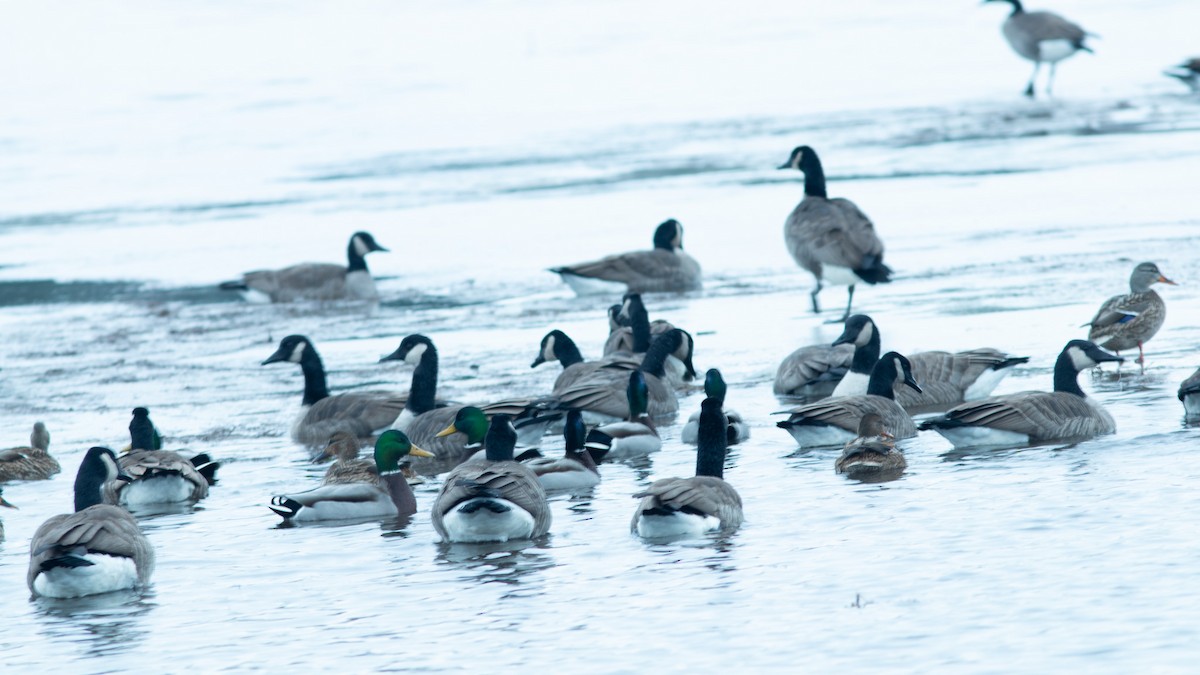 berneška velká - ML646420379