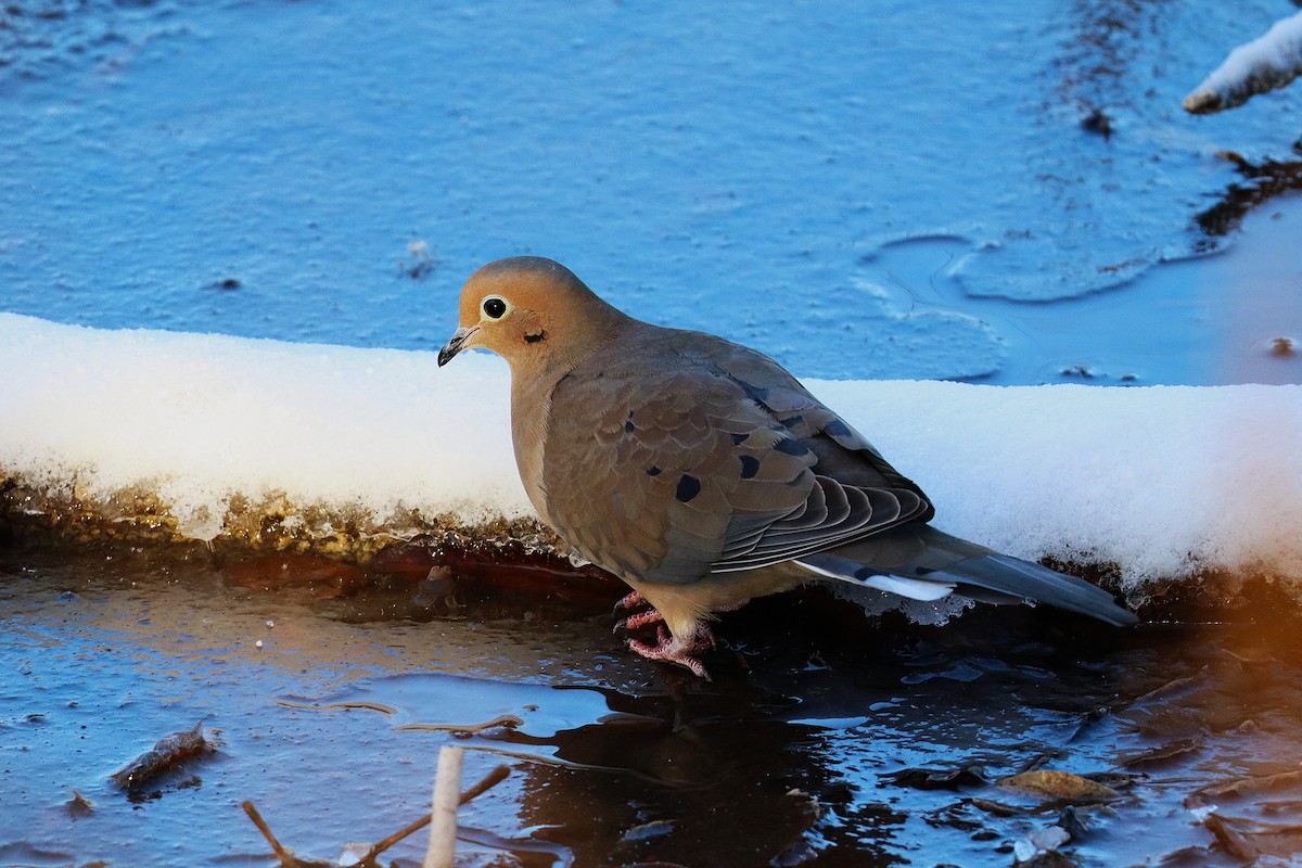 Mourning Dove - ML646420386