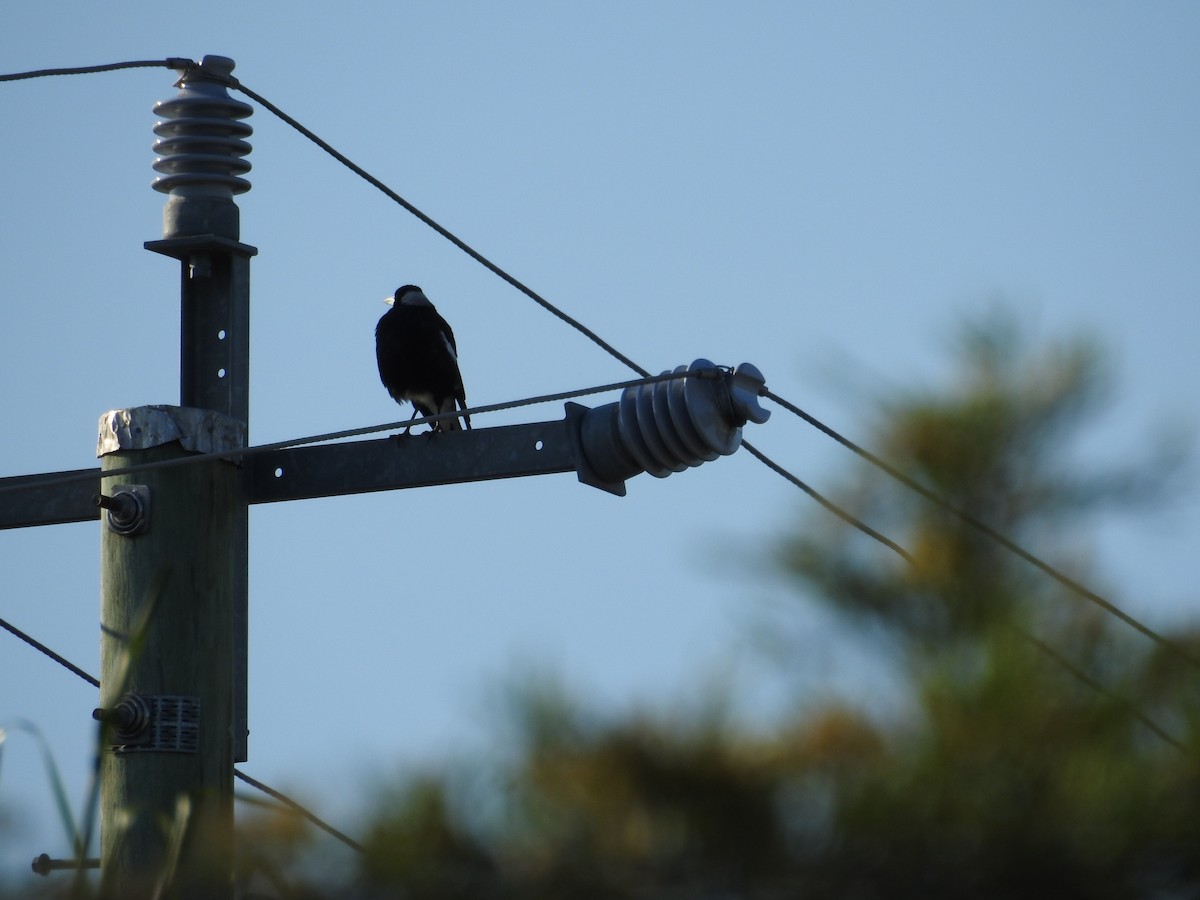 Australian Magpie - ML646420388