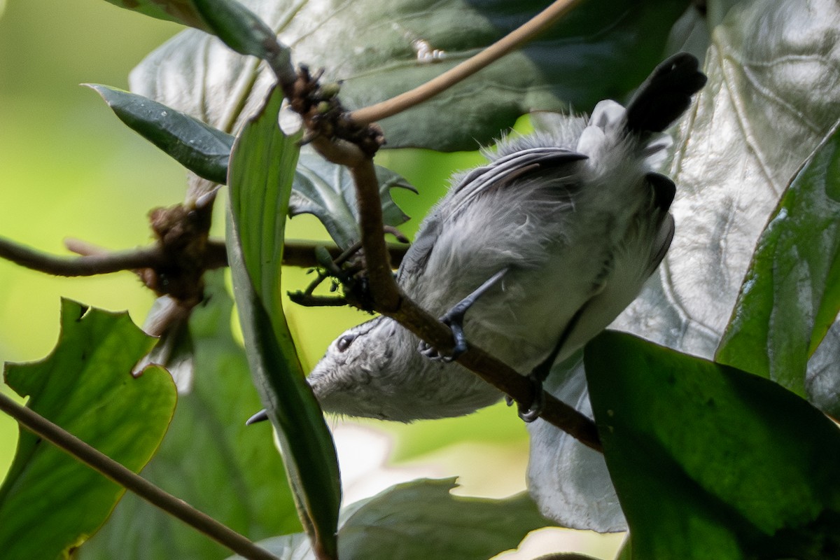 White-browed Gnatcatcher - ML646420390