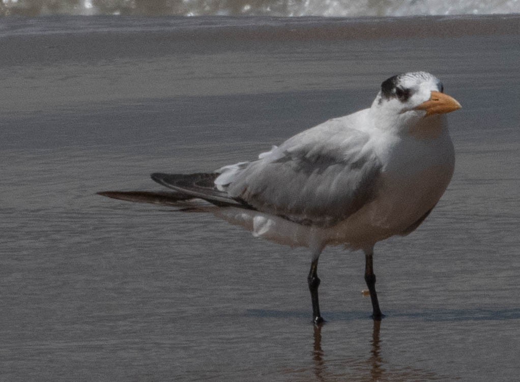 Royal Tern - ML646420391