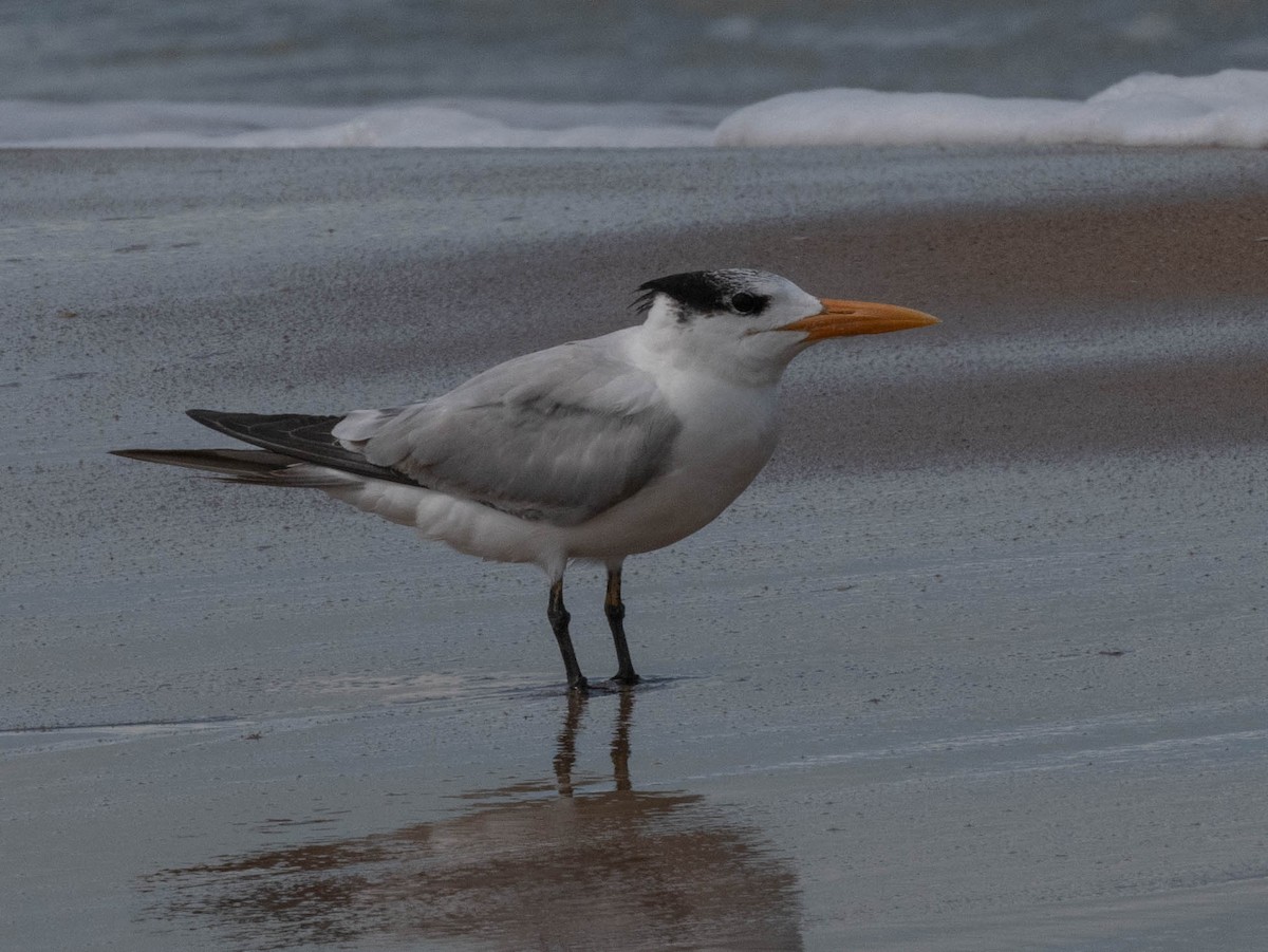 Royal Tern - ML646420392