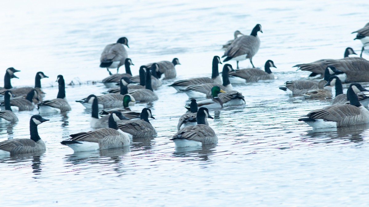 berneška velká - ML646420393