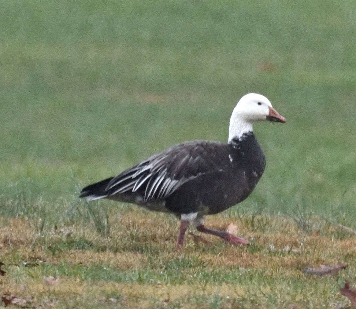Snow Goose - ML646420395
