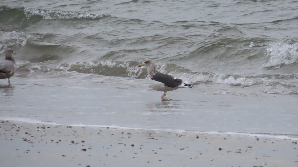 Zafferano - ML646420396