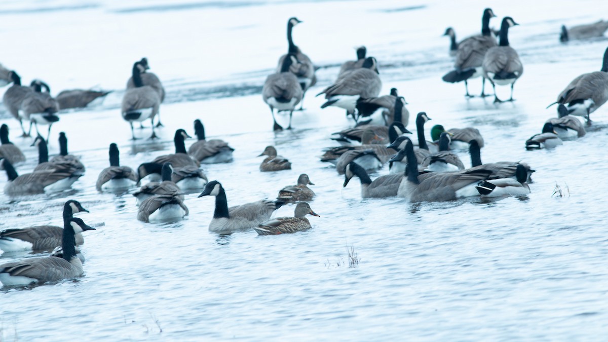 berneška velká - ML646420397