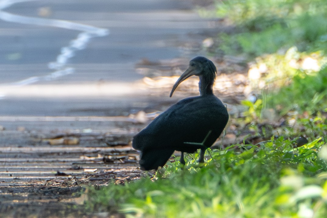 Green Ibis - ML646420399