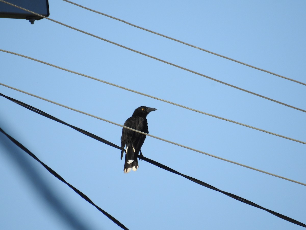 Pied Currawong - ML646420400