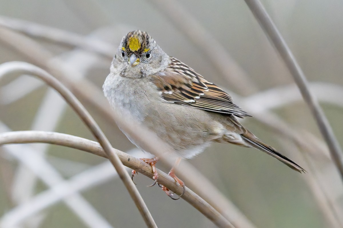 Golden-crowned Sparrow - ML646420401