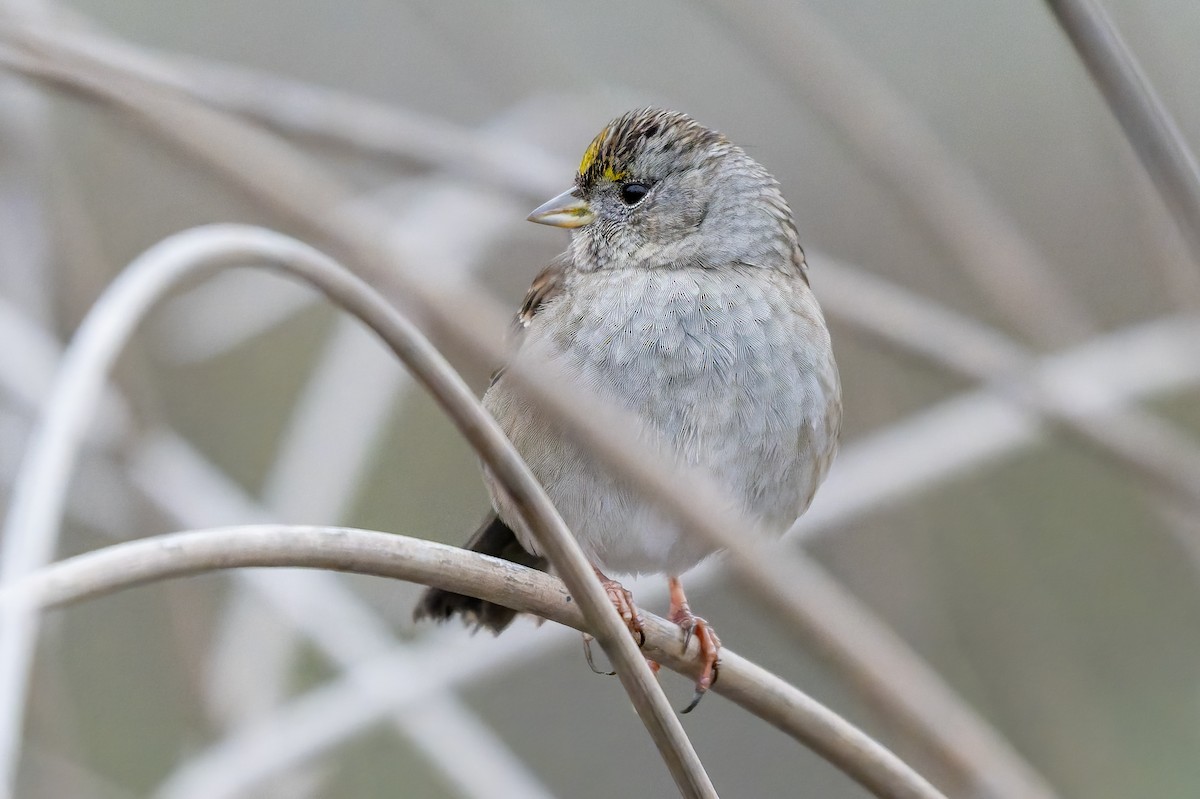 Golden-crowned Sparrow - ML646420402