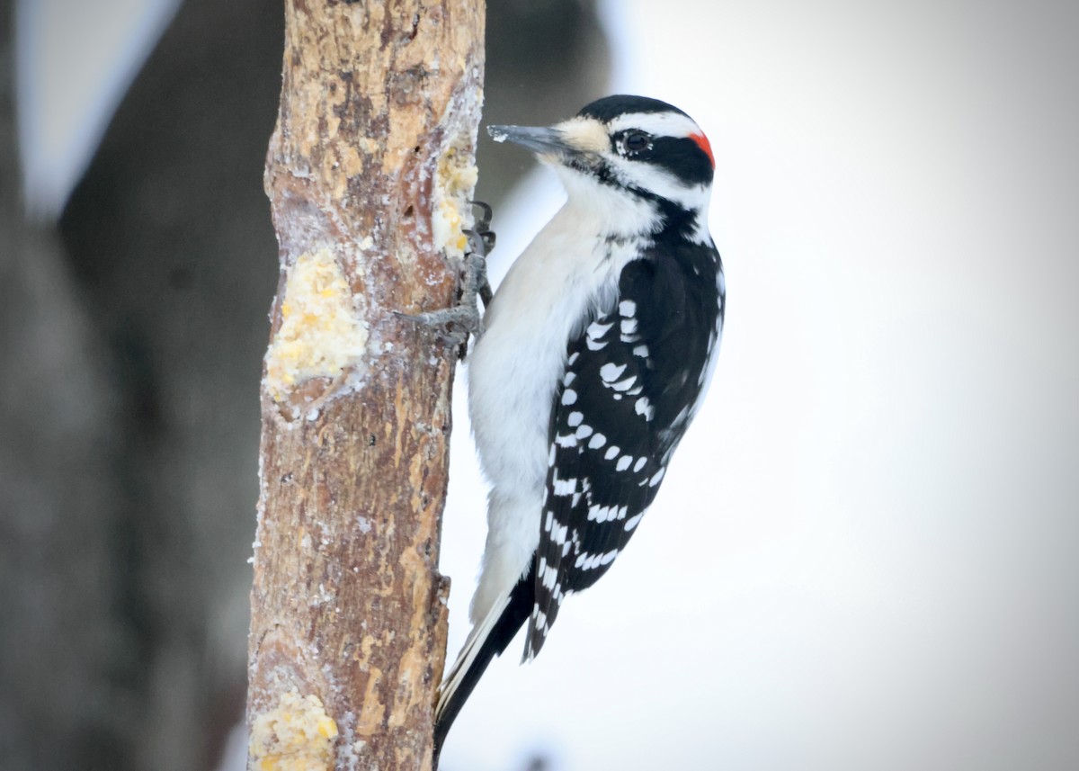 Hairy Woodpecker - ML646420403