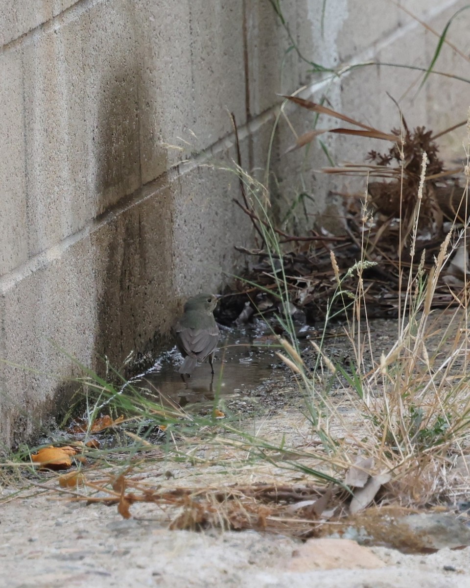 Painted Bunting - ML646420405