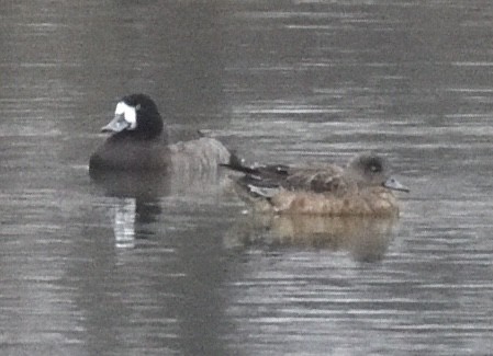 Greater Scaup - ML646420407