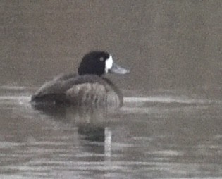 Greater Scaup - ML646420408