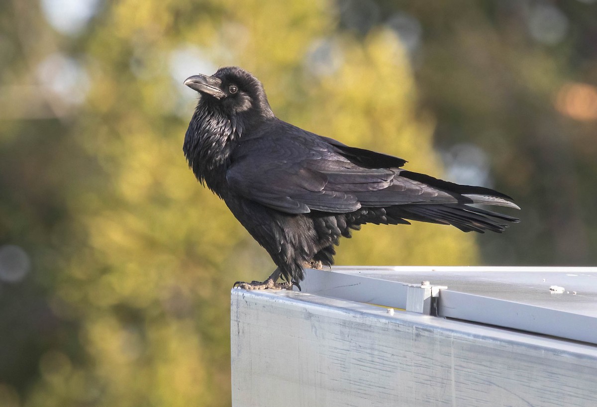 Common Raven - ML646420409