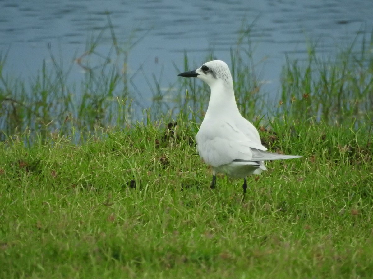Pagaza Piconegra - ML646420413