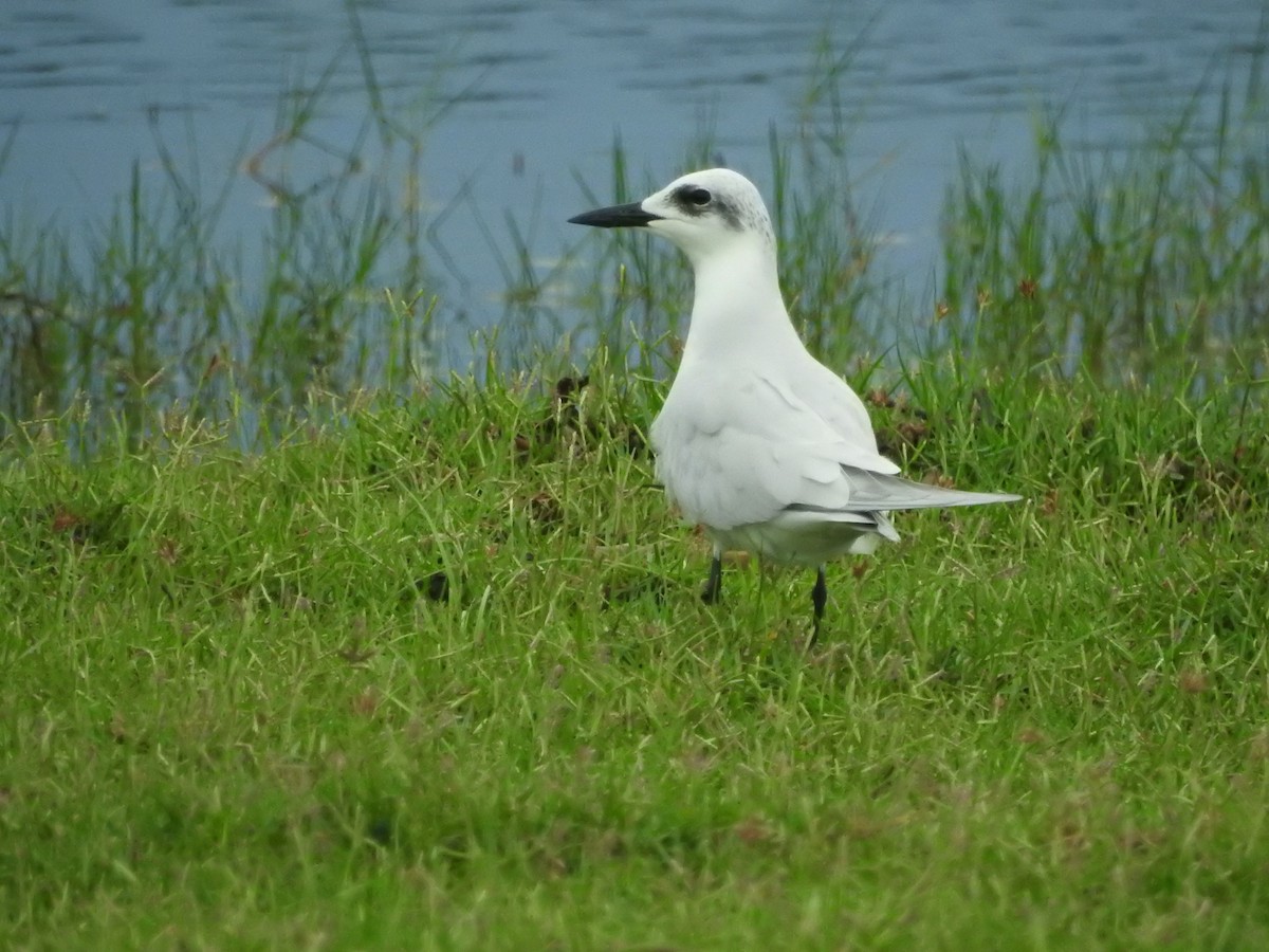Pagaza Piconegra - ML646420414