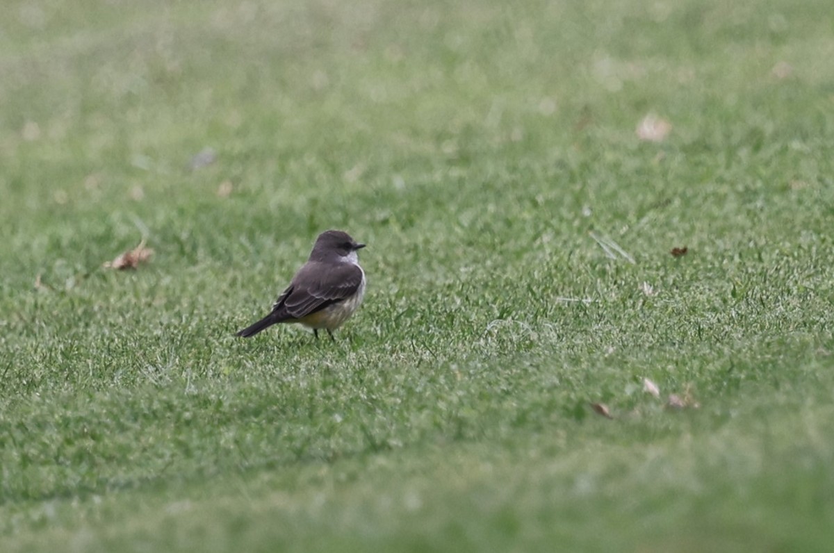 Vermilion Flycatcher - ML646420415
