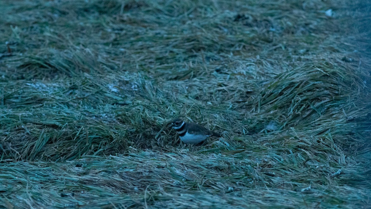 Пісочник крикливий - ML646420416