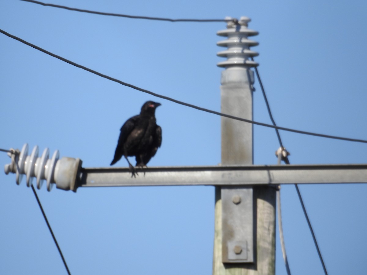 Torresian Crow - ML646420417