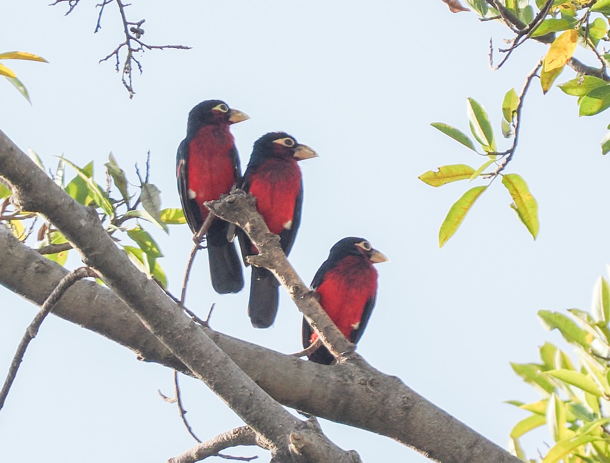 Double-toothed Barbet - ML646420419
