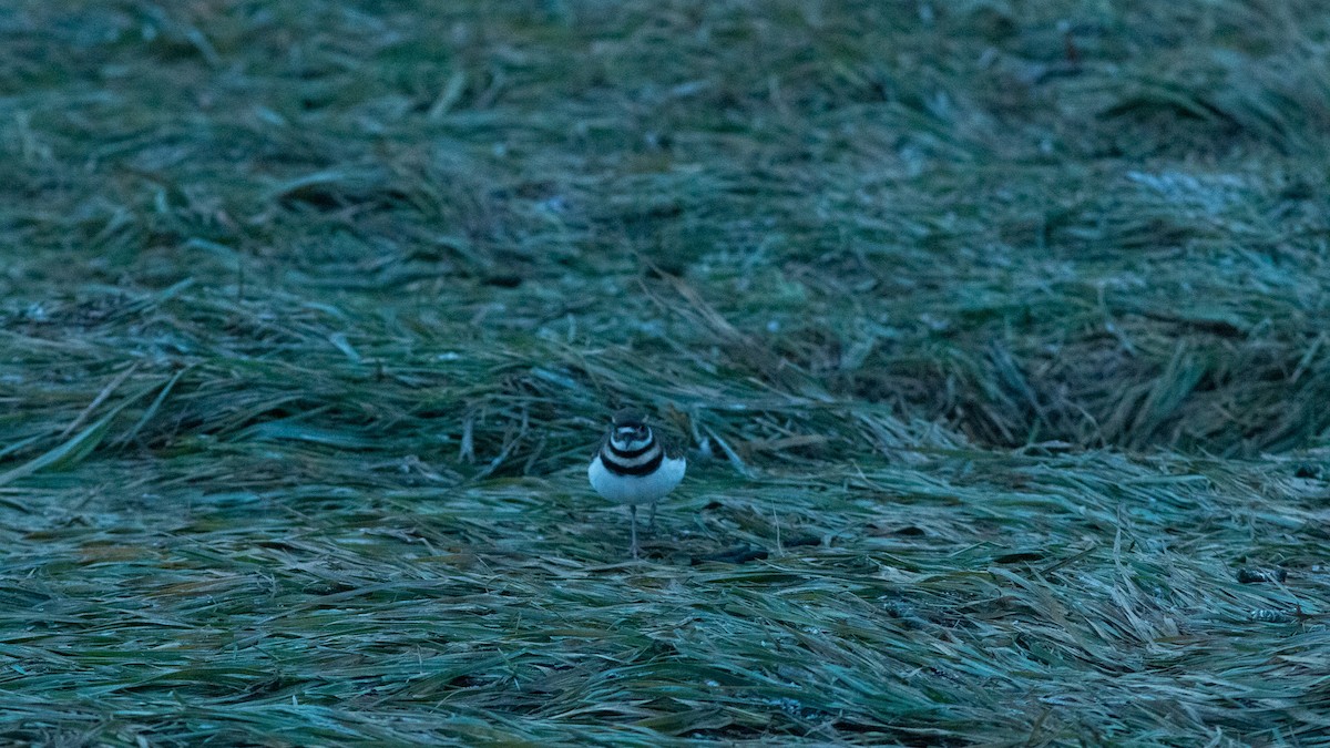 Пісочник крикливий - ML646420420