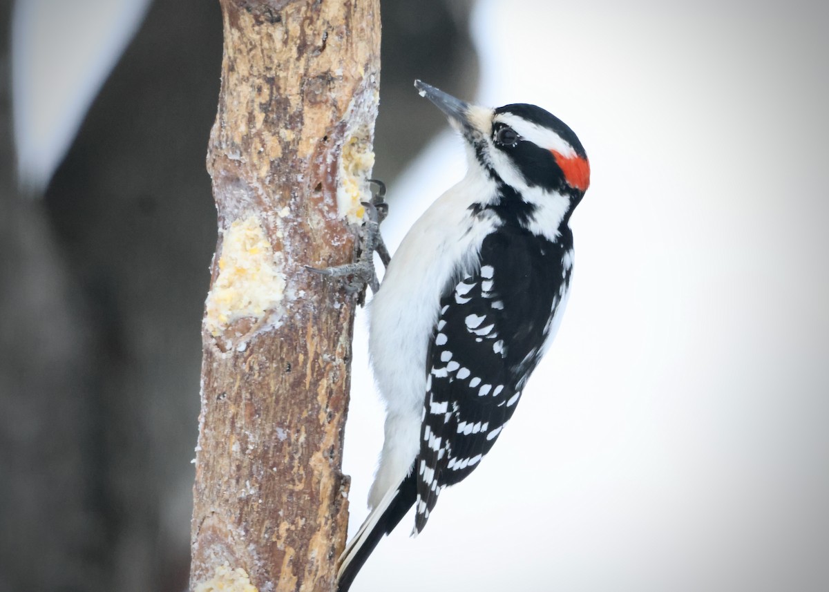 Hairy Woodpecker - ML646420422