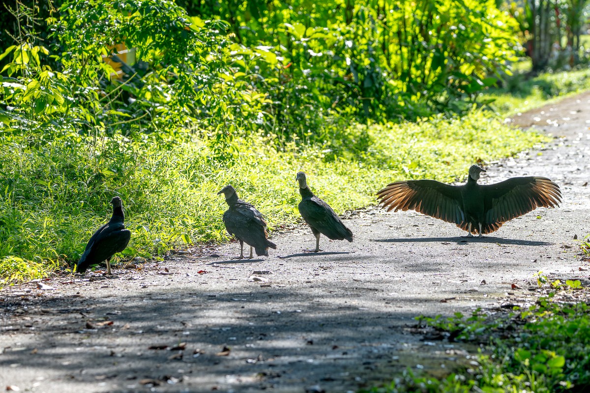 kondor havranovitý - ML646420423