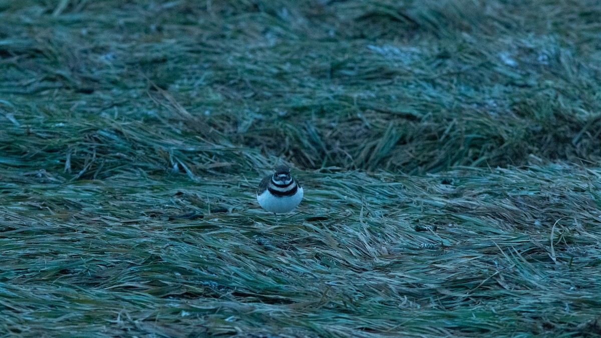 Пісочник крикливий - ML646420424