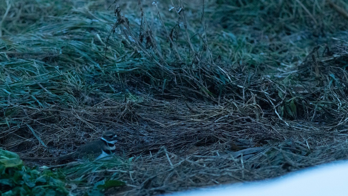 Пісочник крикливий - ML646420425