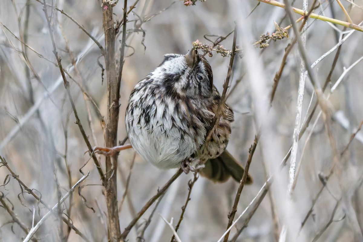 Song Sparrow - ML646420427