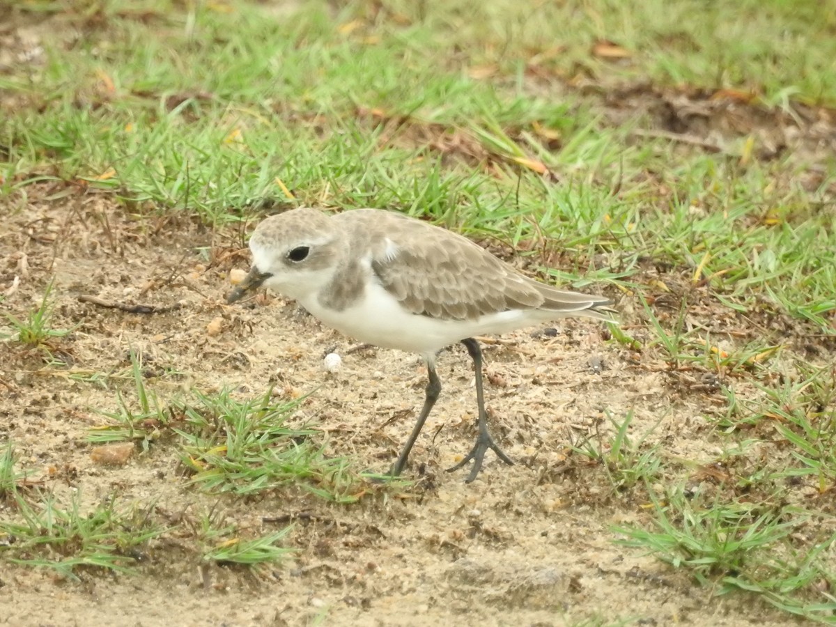 Tibet Cılıbıtı - ML646420428