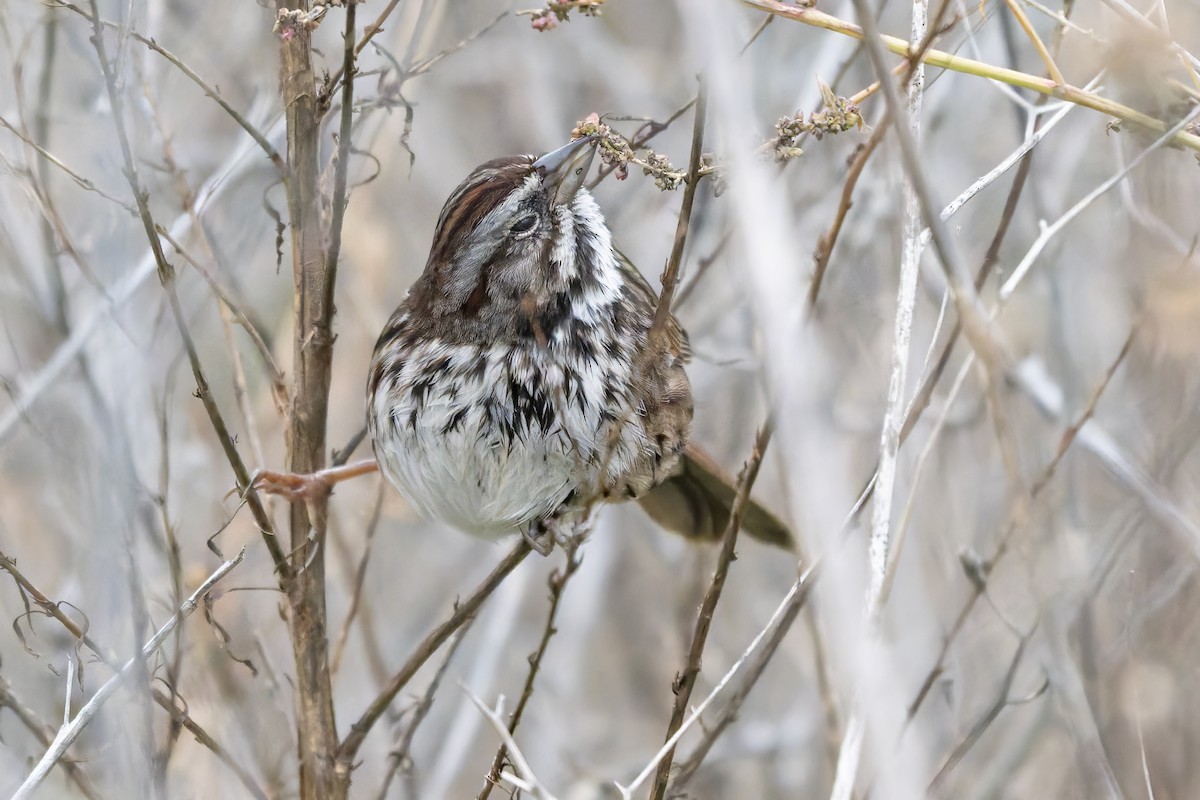 Song Sparrow - ML646420429