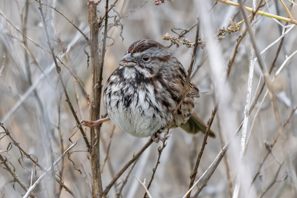 Song Sparrow - ML646420430