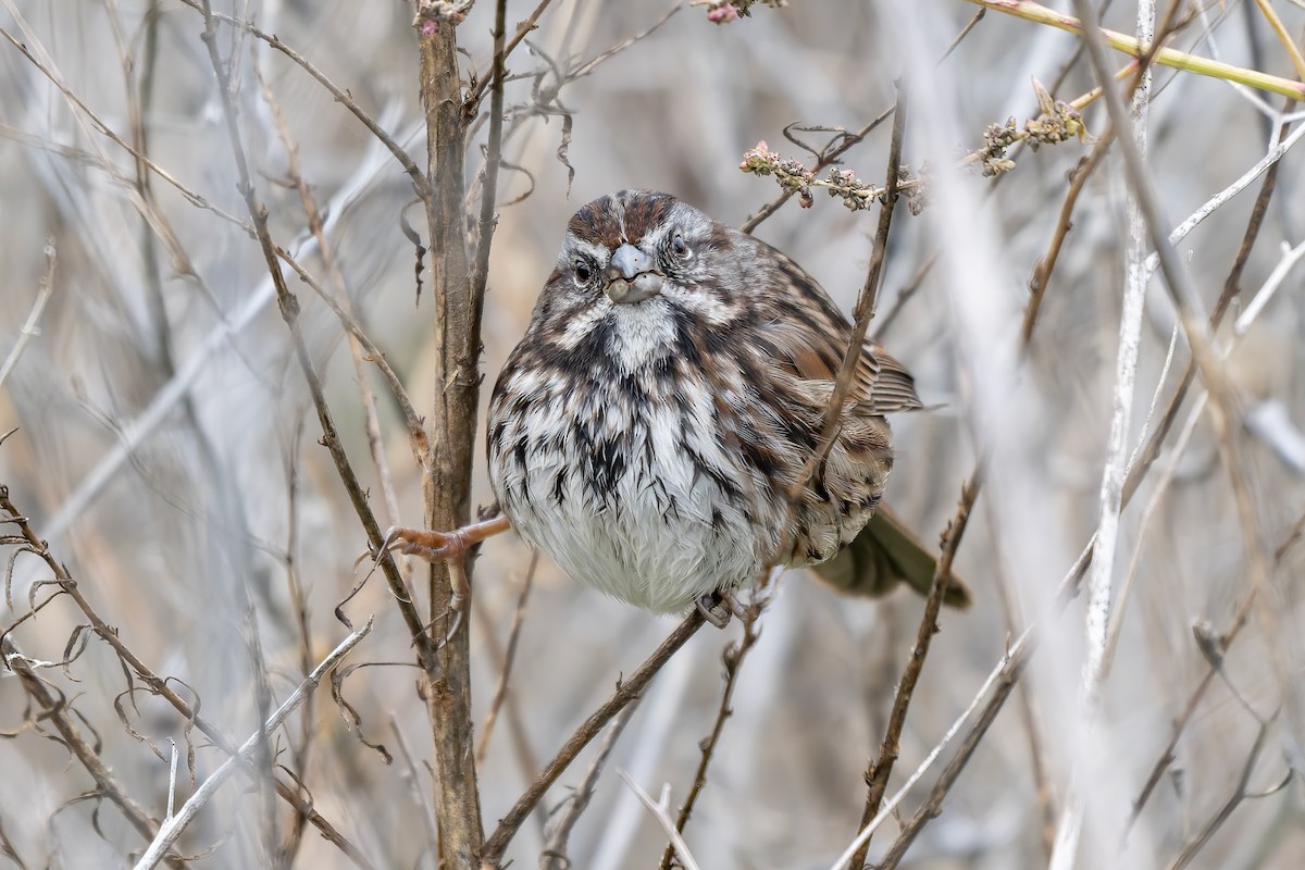 Song Sparrow - ML646420431