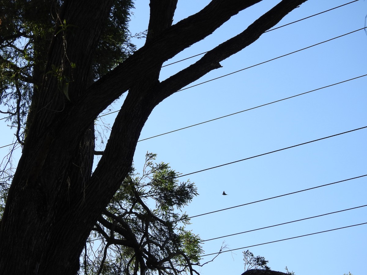 Welcome Swallow - ML646420432