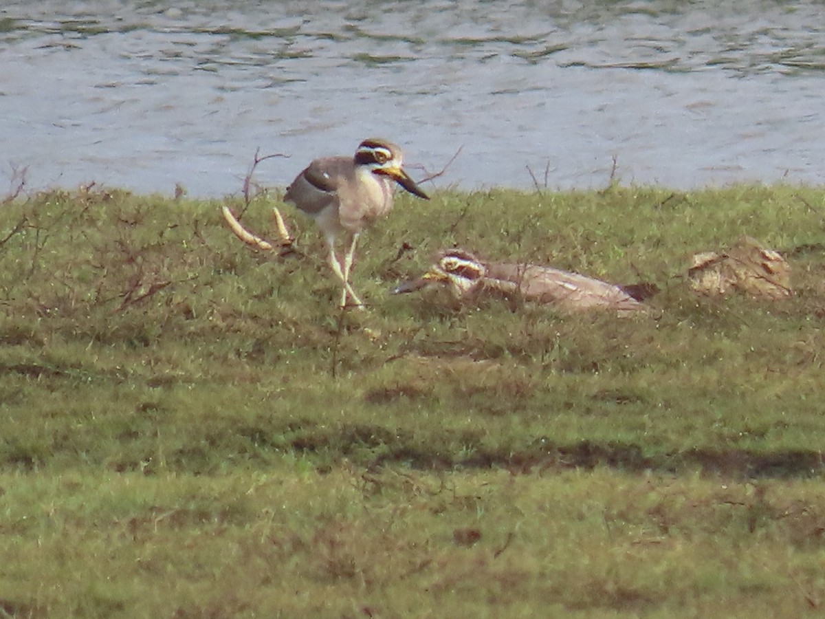 Great Thick-knee - ML646420434