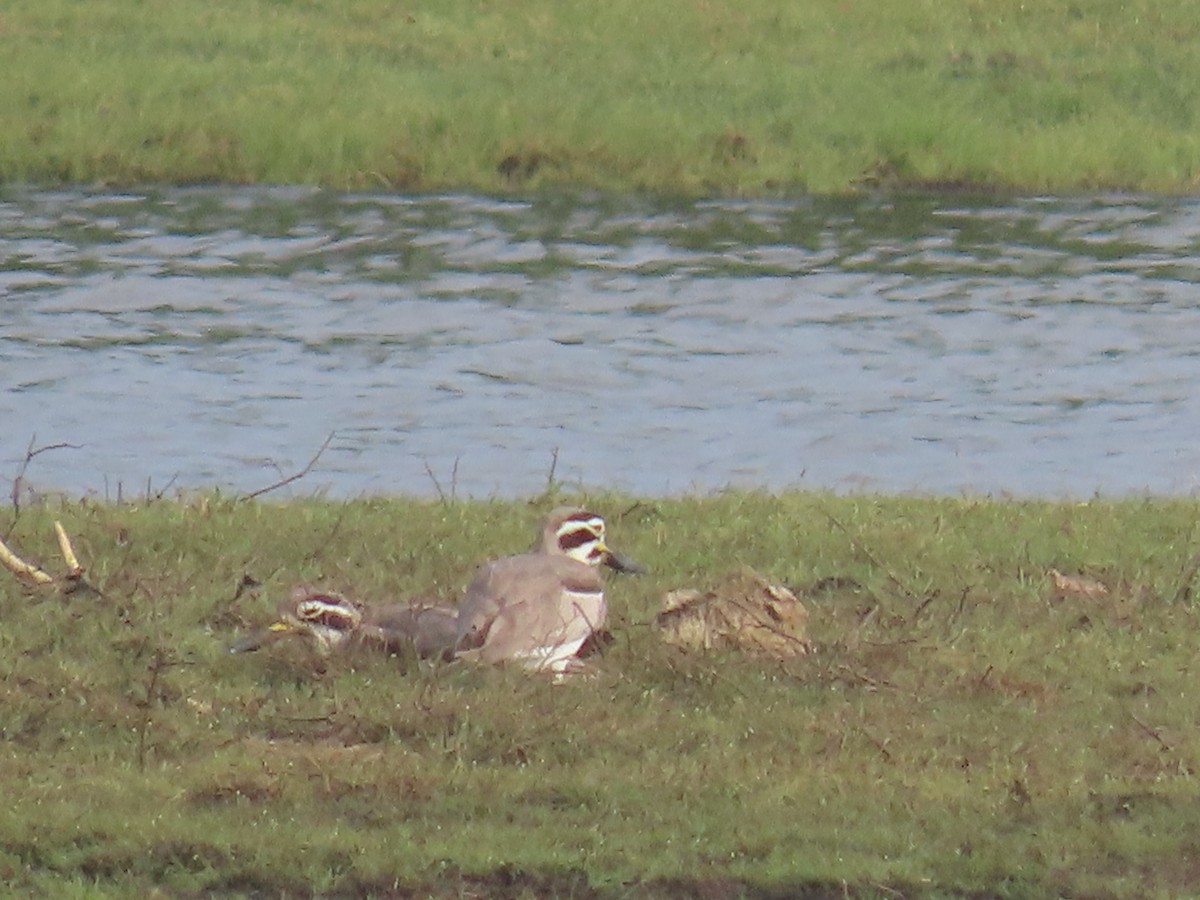 Лежень великий - ML646420437
