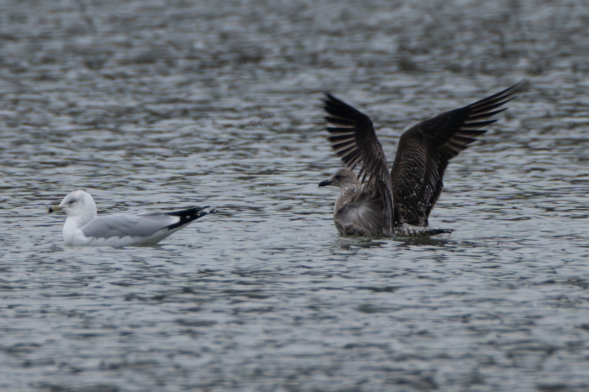 Lesser Black-backed Gull - ML646420442