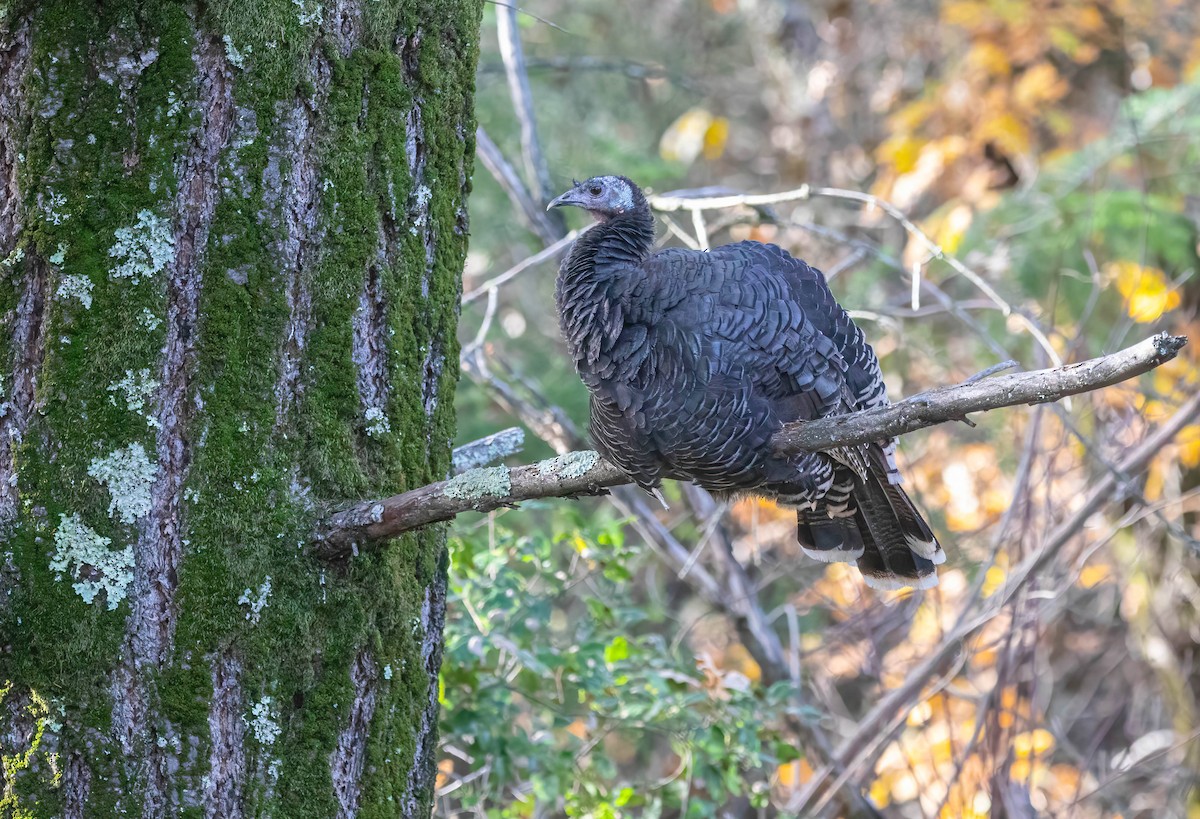 Wild Turkey - ML646420443