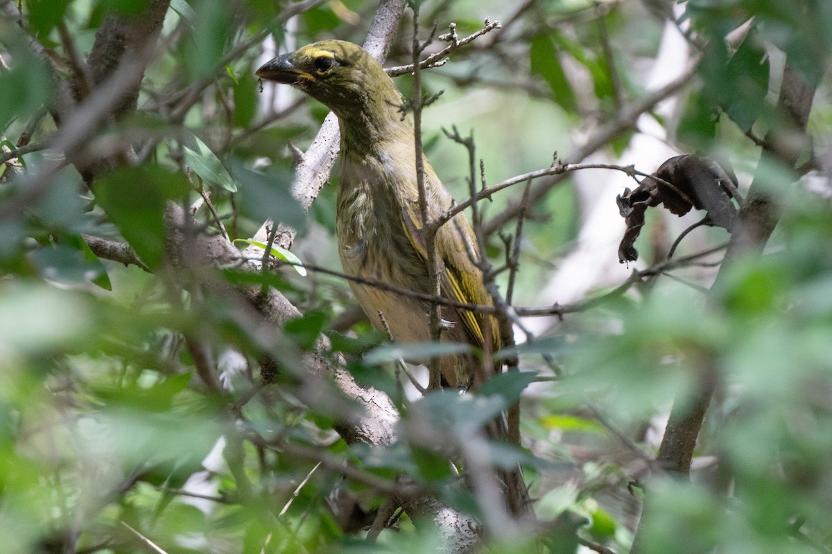 Streaked Saltator - ML646420444