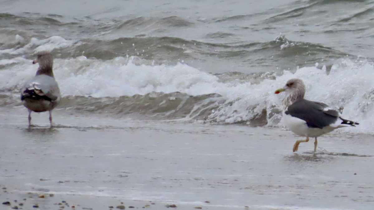 Zafferano - ML646420446