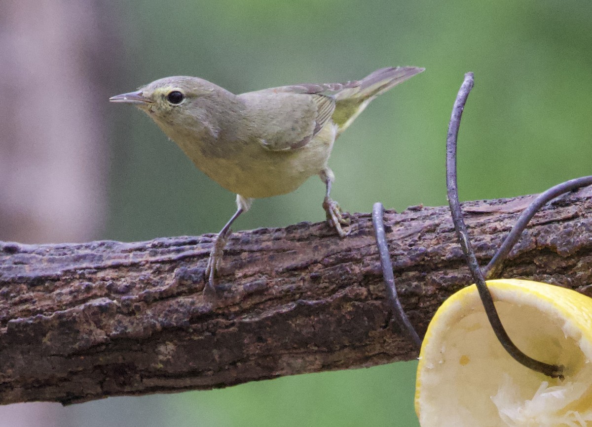 Orange-crowned Warbler - ML646420447